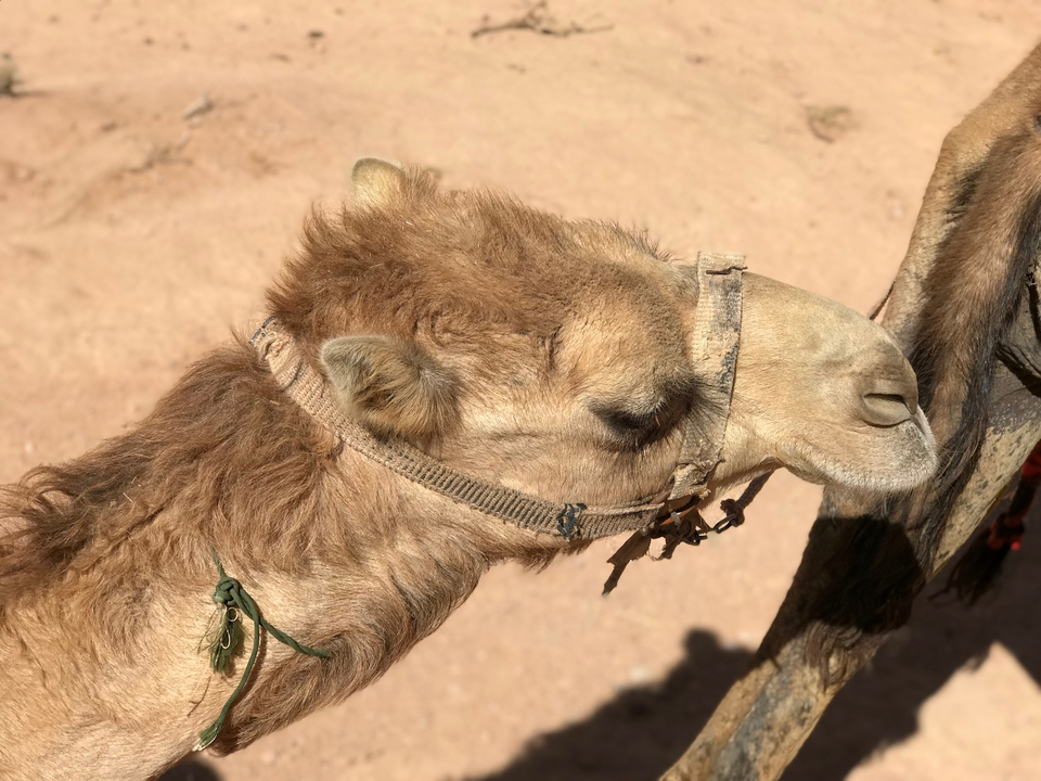 Close-up of a camel's face in the desert.