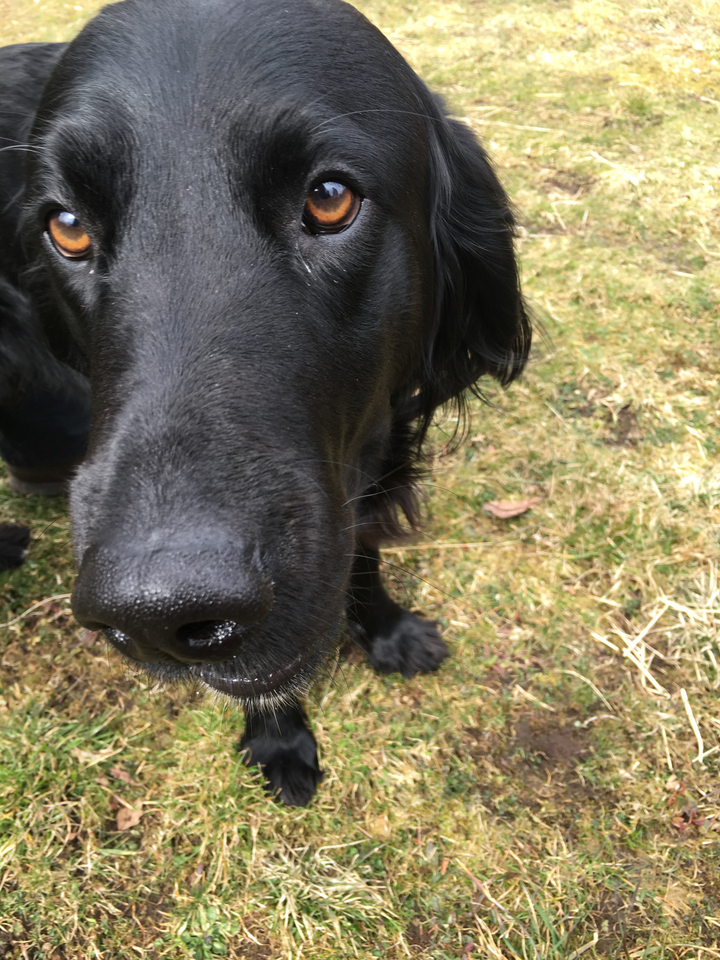 Close-up of a dog's nose and face.