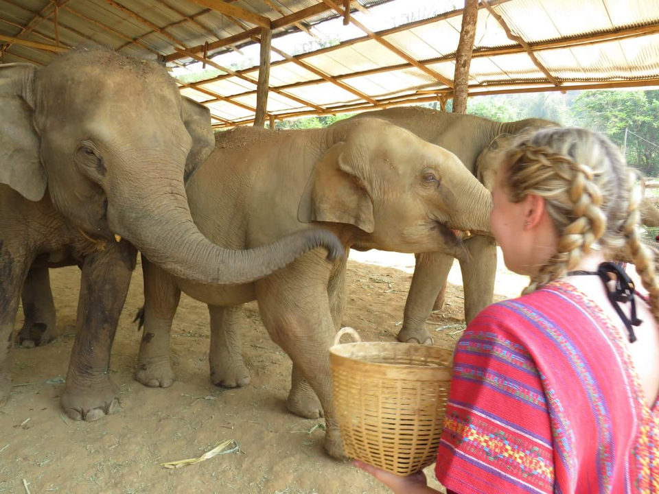 A person in traditional attire feeding elephants.