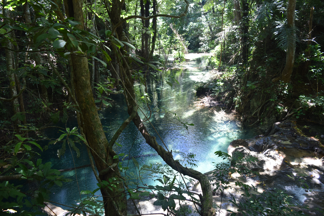 A clear stream running through a dense jungle