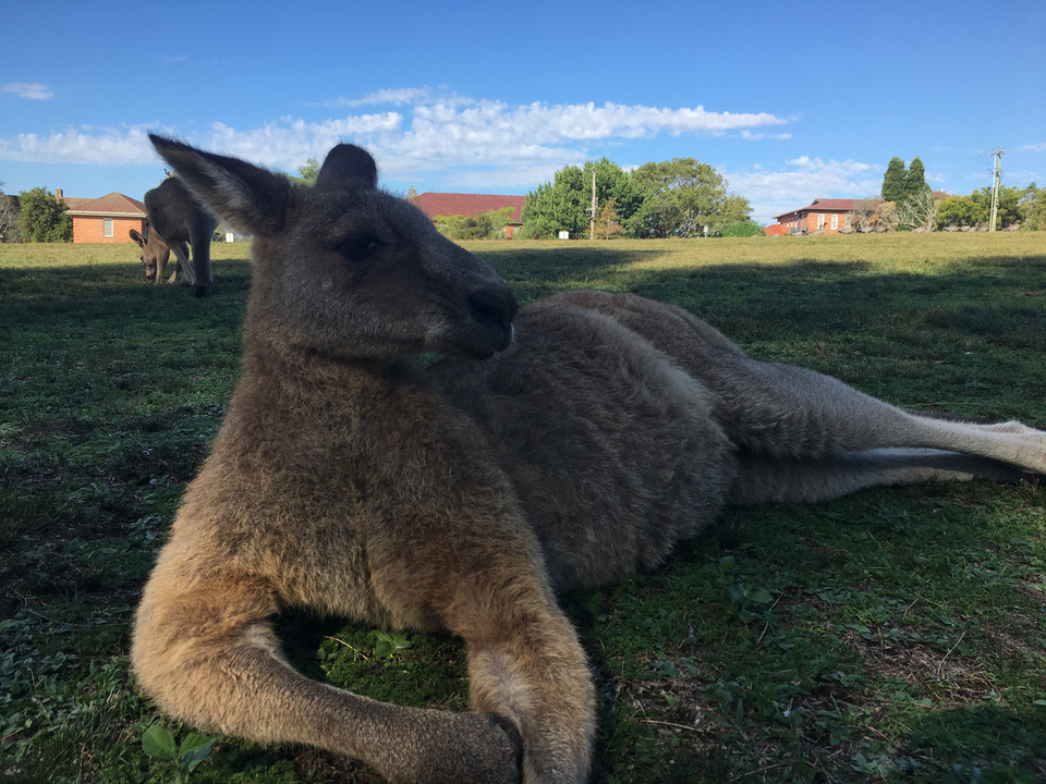 Kangaroo lying on grass during a sunny day.
