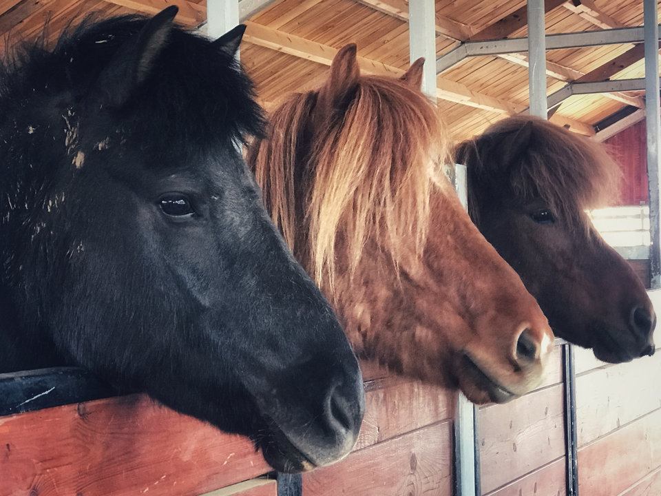 Three horses with different colored manes.