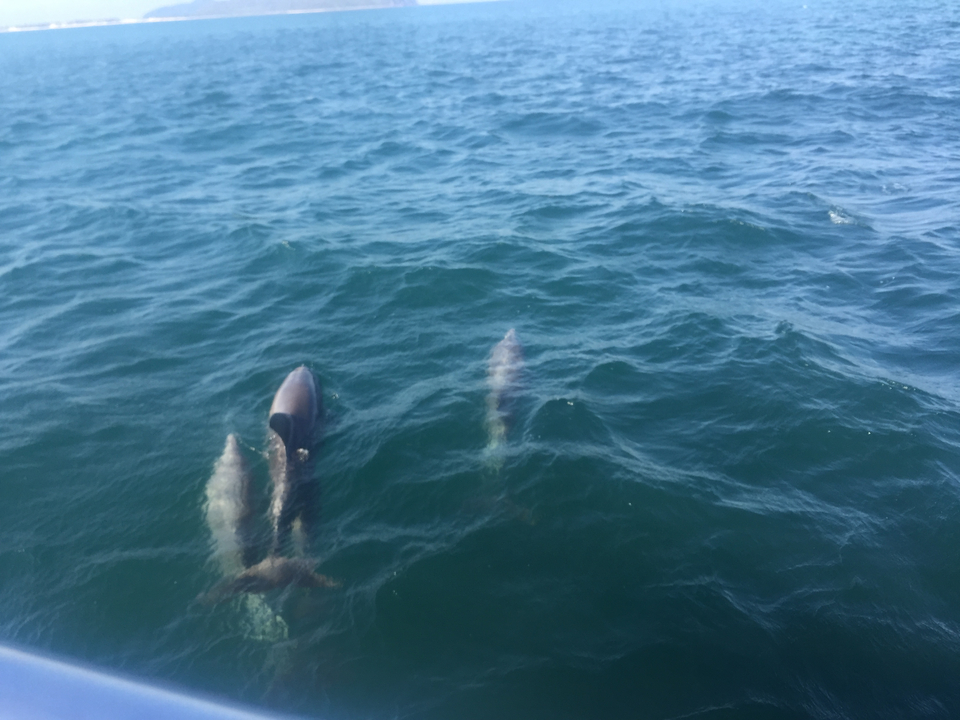 Dolphins swimming in the ocean.