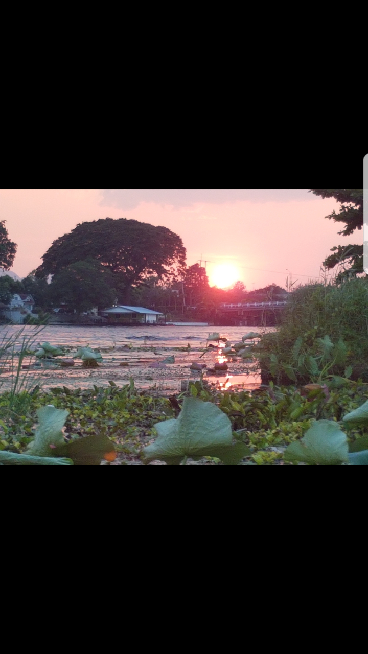 Sunset view over a lake with a tree and lotus plants.