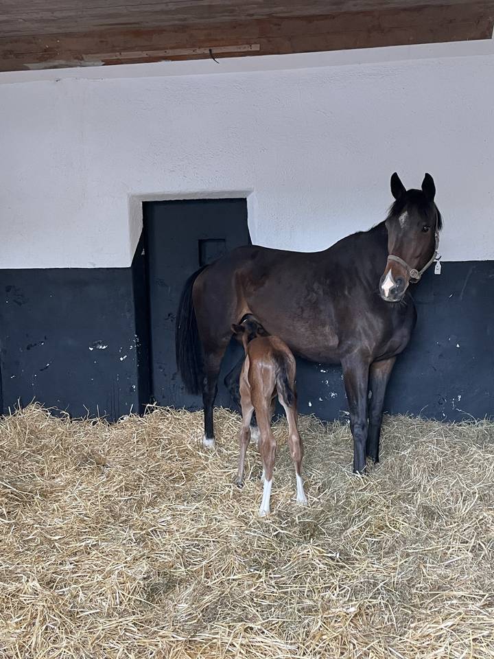 Horse and foal resting on a bed of straw.