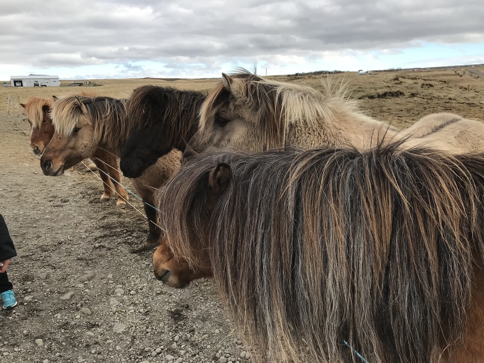 A group of Icelandic horses standing together on a dirt path.