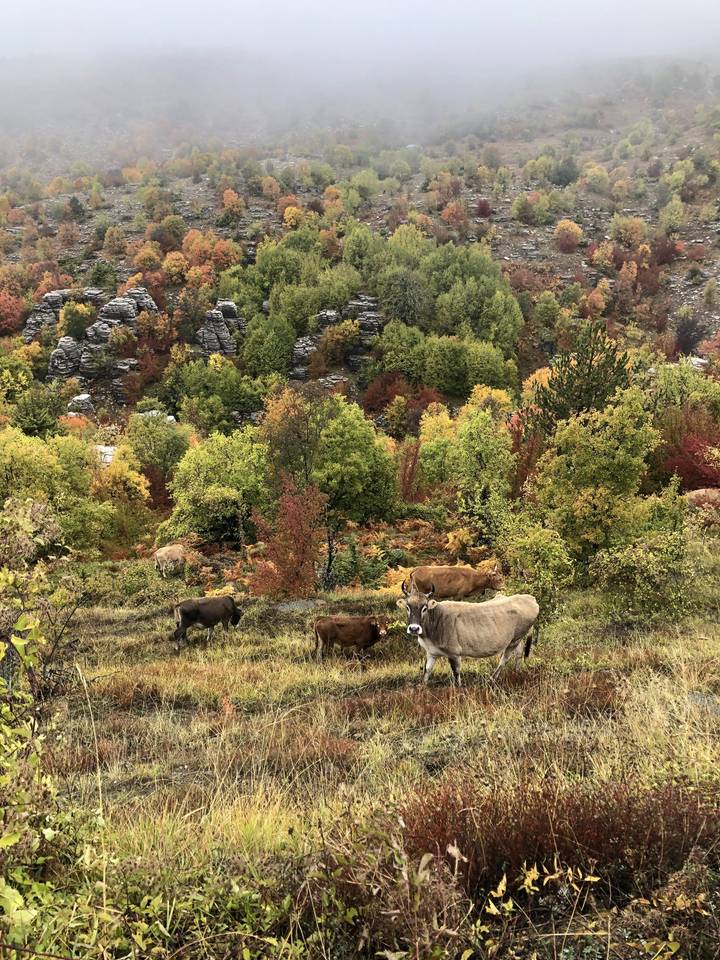 Cows grazing on a hillside with autumn foliage.