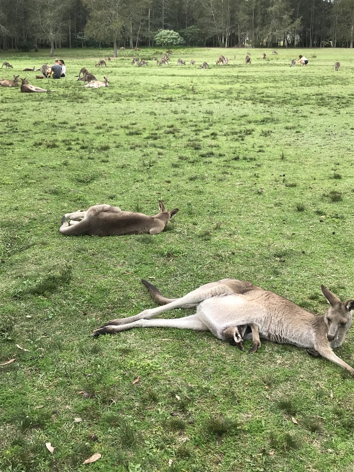 Kangaroos resting on grass.