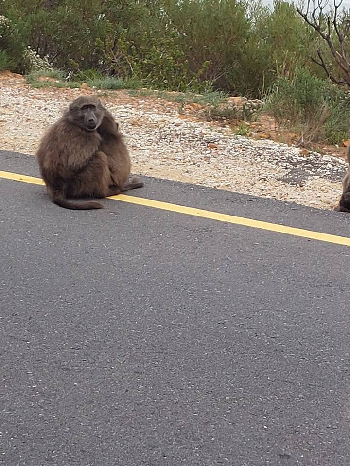 Baboon sitting on a road.