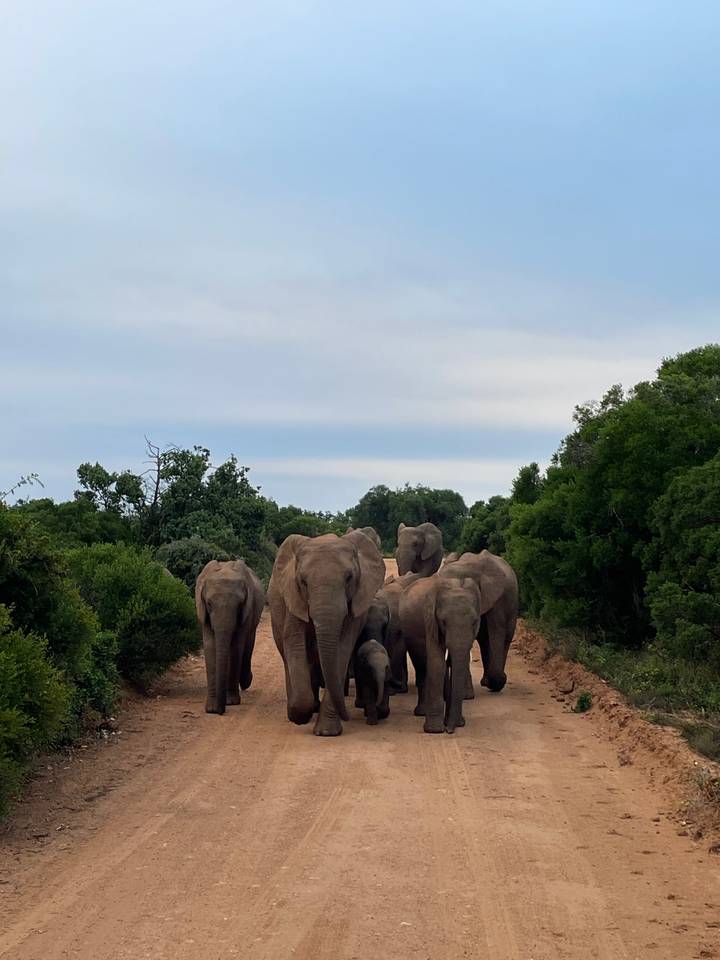 Group of elephants walking down a dirt road surrounded by greenery.