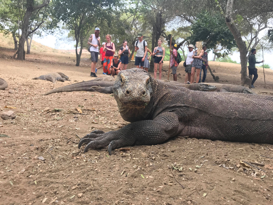 Komodo dragon on the ground with a group of people observing.