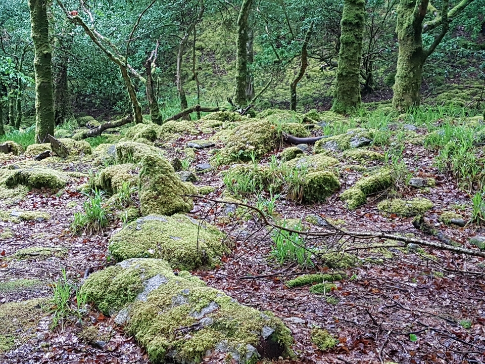 Mossy rocks in a wooded area.