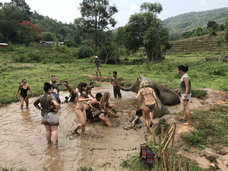 Tourists playing in the mud with elephants in a natural setting.