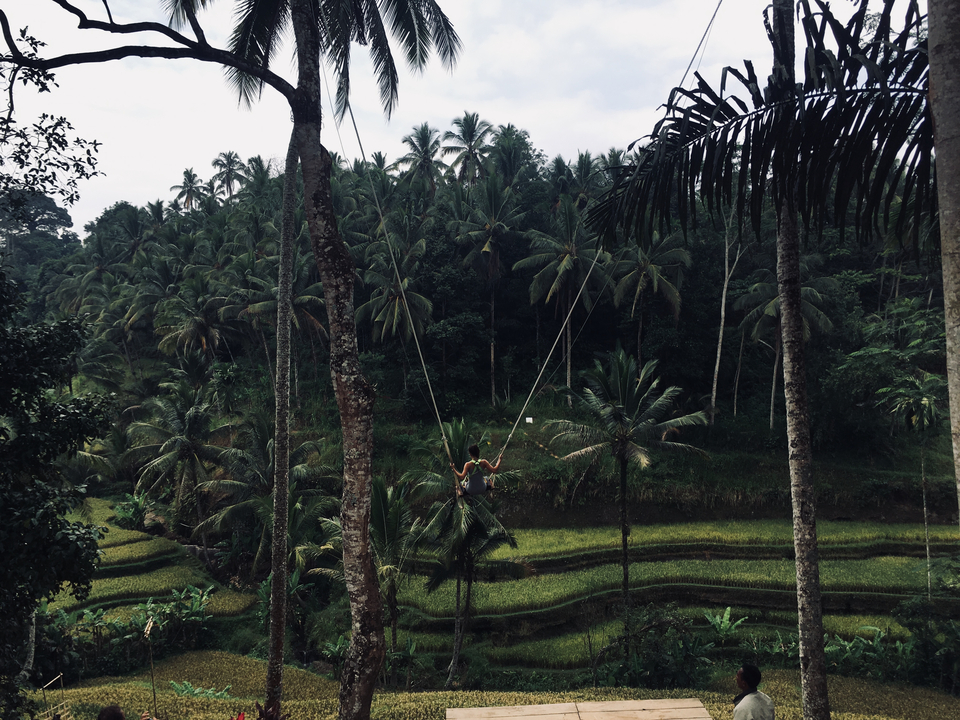 Person swinging high above lush rice terraces in Bali.