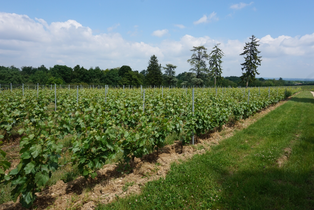Des vignobles s'étendent sur une colline légèrement vallonnée sous un ciel bleu.