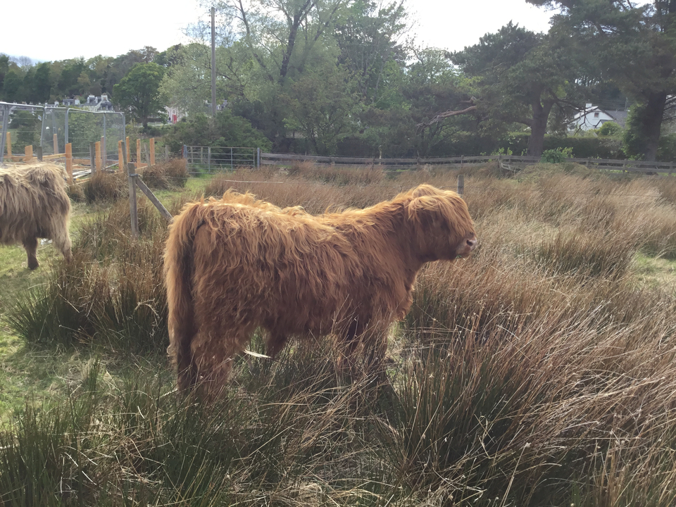 Highland cattle in a field.