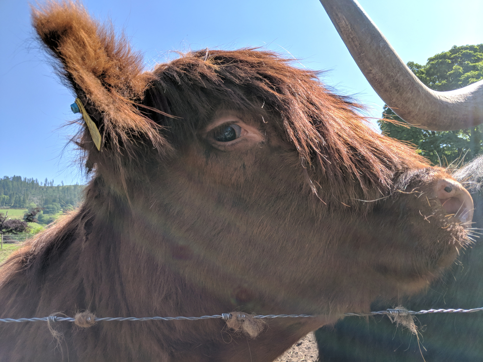 Close-up of a Highland cow with a scenic background.