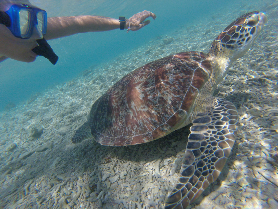 A person snorkeling with a sea turtle in clear water.