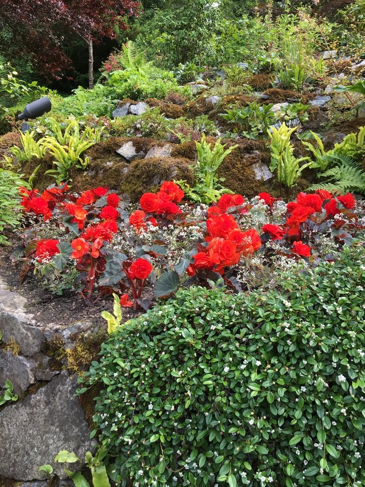 A bed of red flowers in a garden.