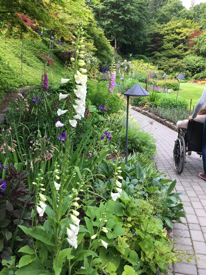 A person in a wheelchair in a garden path surrounded by flowers.