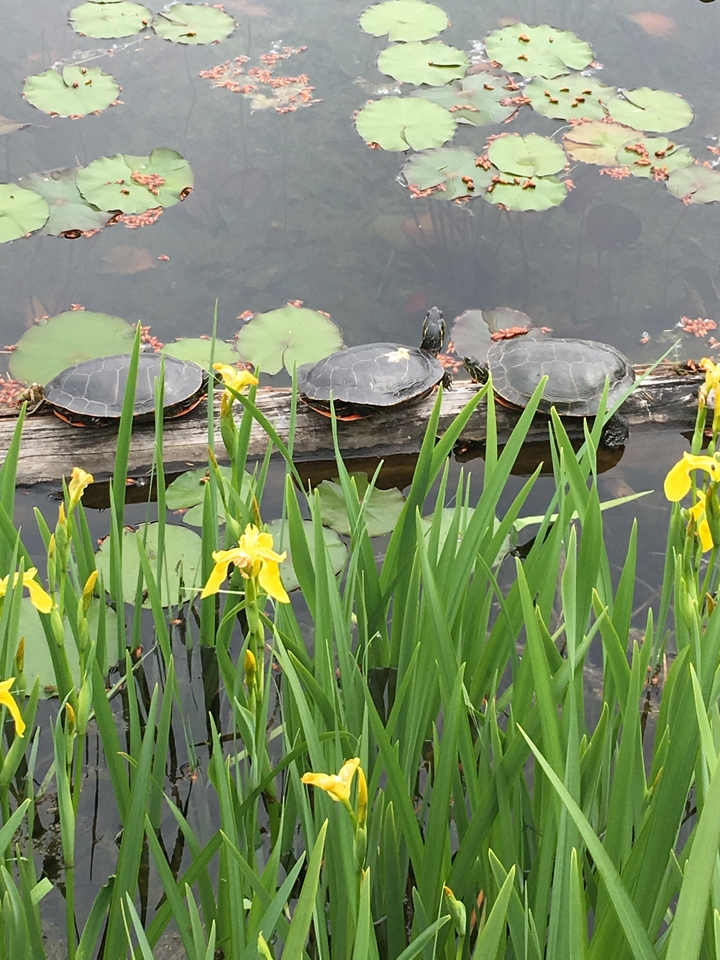 Three turtles on a log in a pond