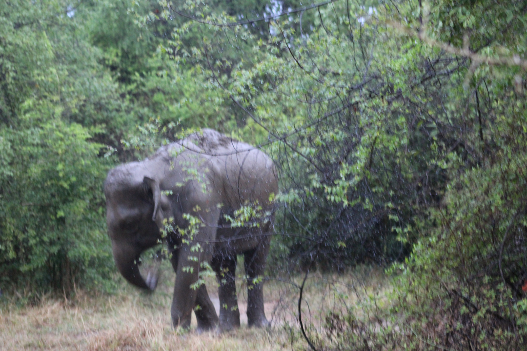 Éléphant partiellement masqué par le feuillage dans un décor de jungle.