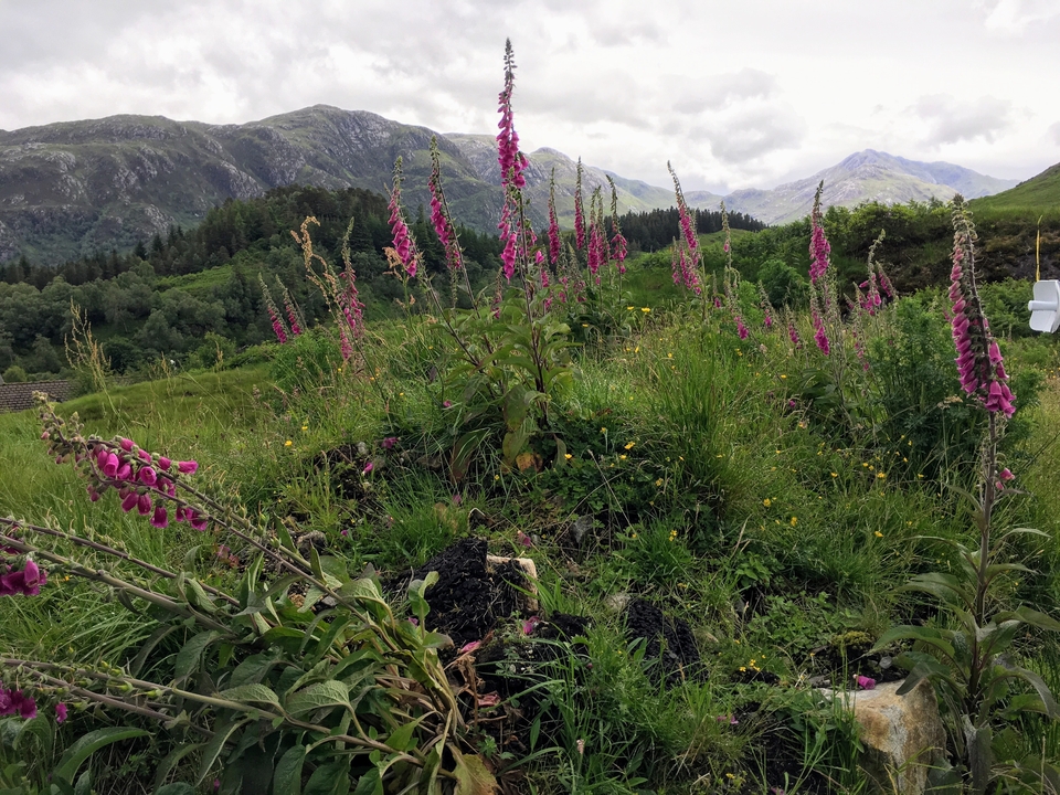 Wildflowers on a hillside with mountains in the background.
