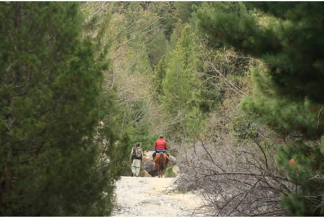People with horses walking through forested path.