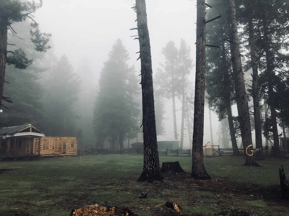Foggy wooded area with cabins.
