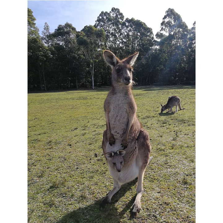 A kangaroo standing in the grass with a joey in its pouch.