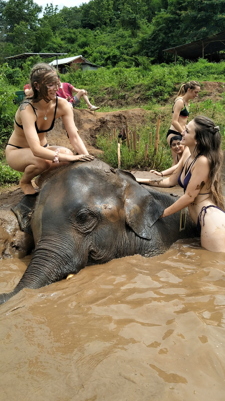 Group of people bathing an elephant in a muddy waterhole.