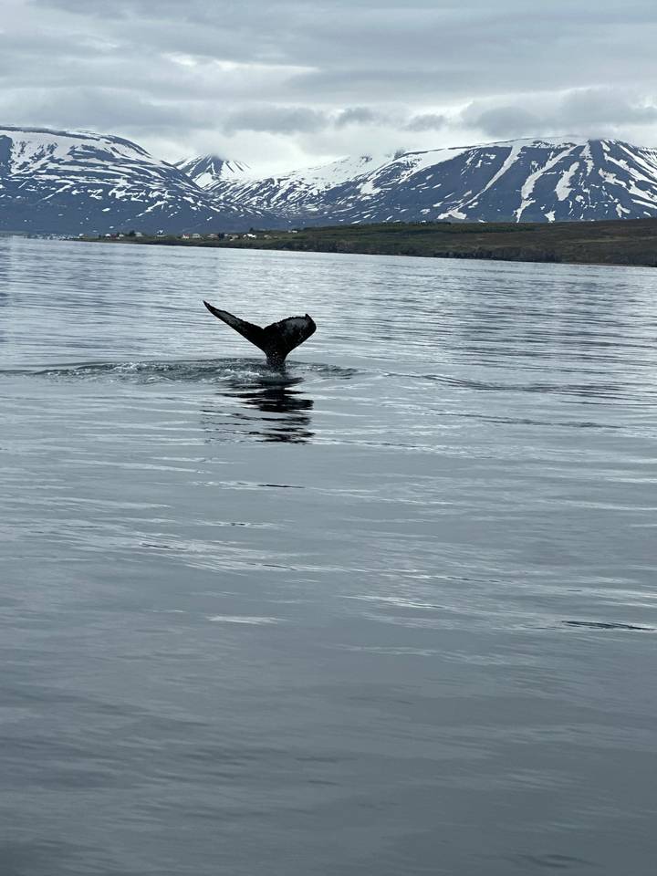 Whale tail surfacing near snowy mountains in the sea.