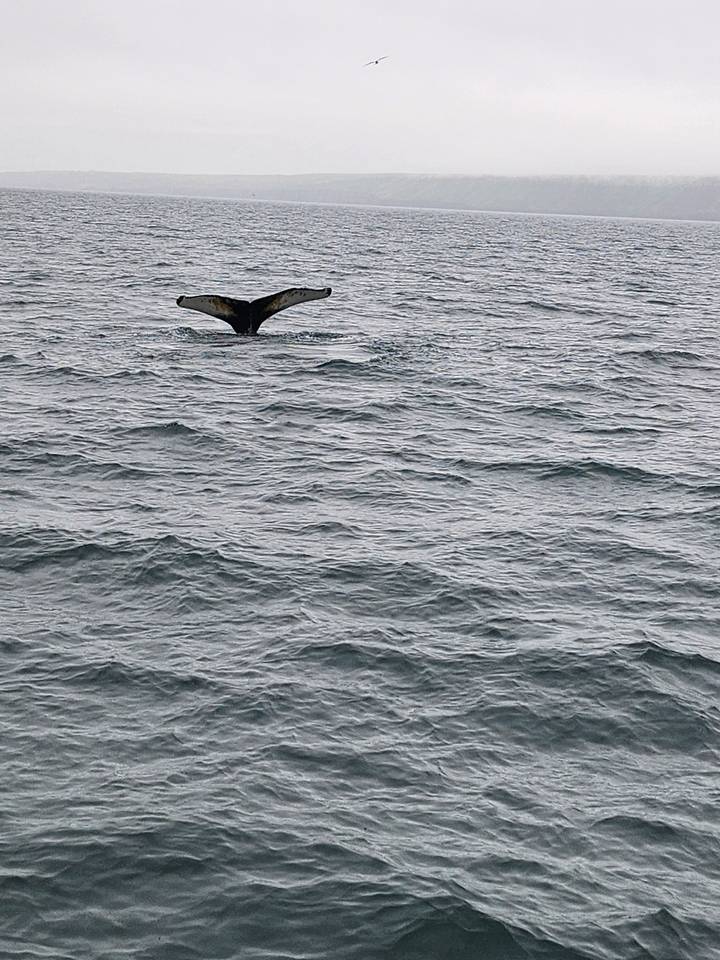 Whale tail rising from the water surface.
