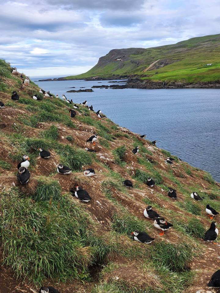 Puffins nesting on a coastal hill with ocean background.