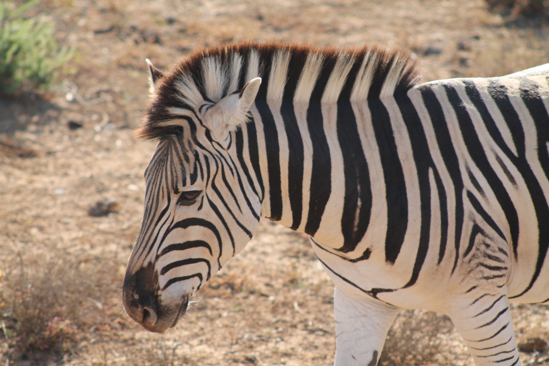 Gros plan d'un zèbre dans un environnement naturel.
