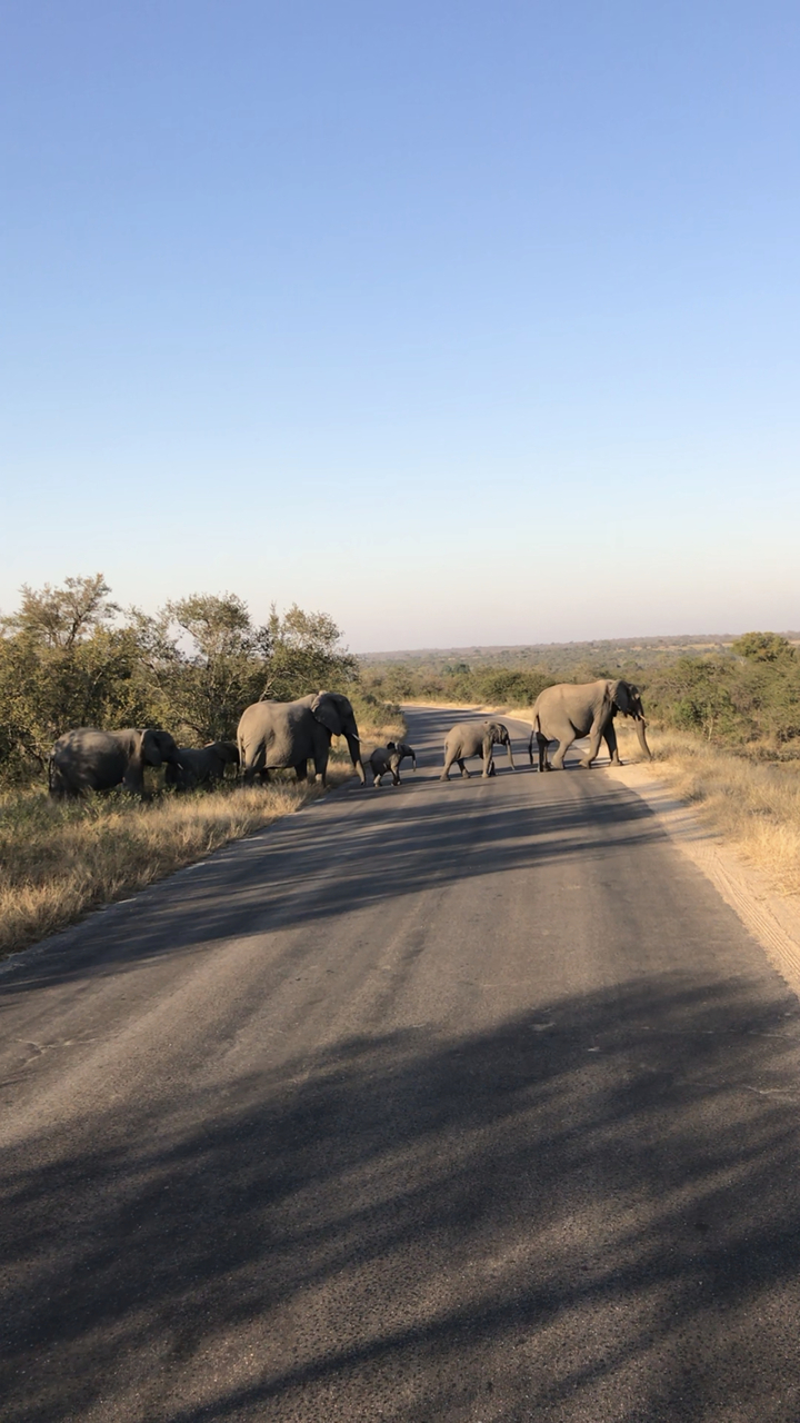 Groupe d'éléphants traversant une route dans un paysage de savane.