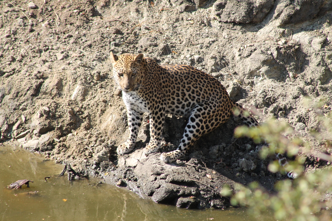 Un léopard assis près d'un point d'eau.