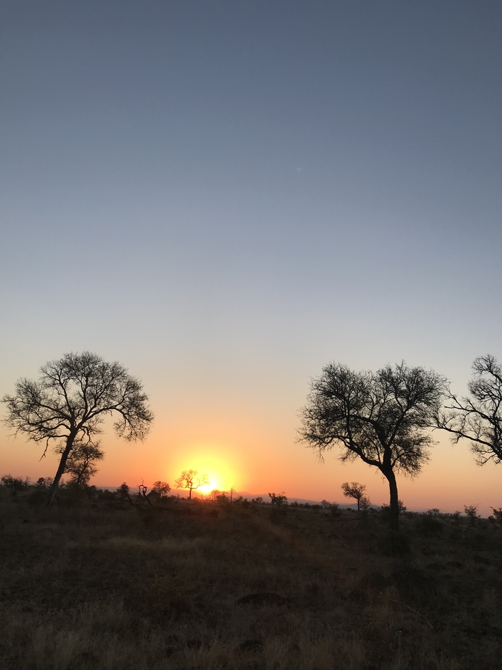 Vue d'un coucher de soleil avec silhouette d'arbres.