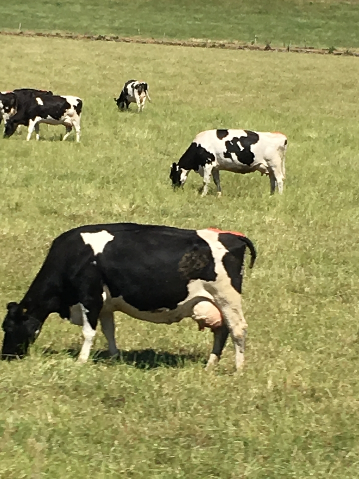 Cows grazing in a green field.
