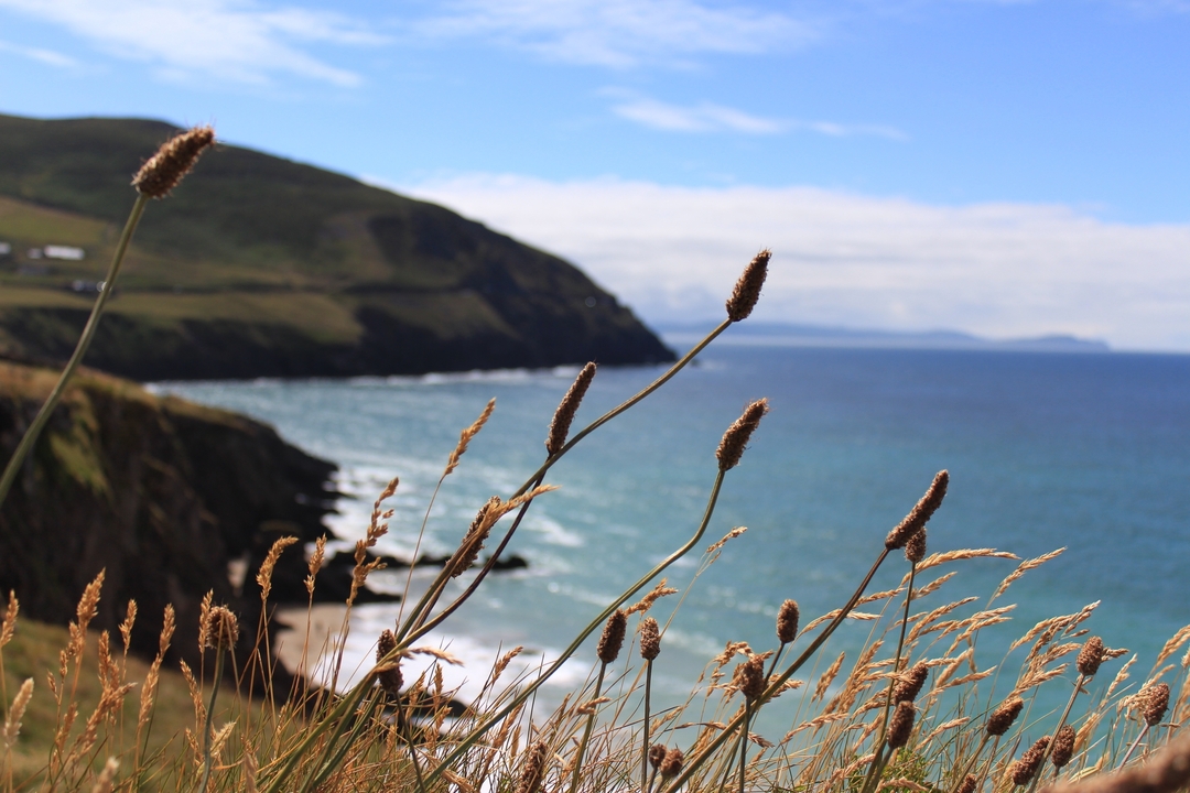 Coastal landscape with grassy foreground and distant cliffs.