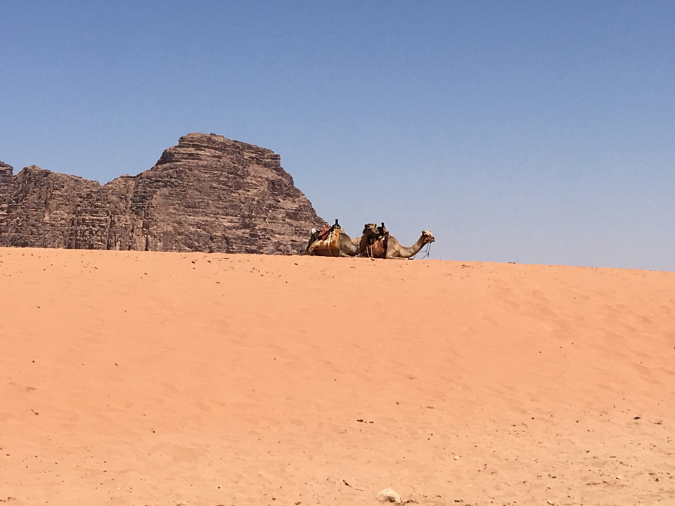 Camels resting in a sandy desert with rock formations in the distance.