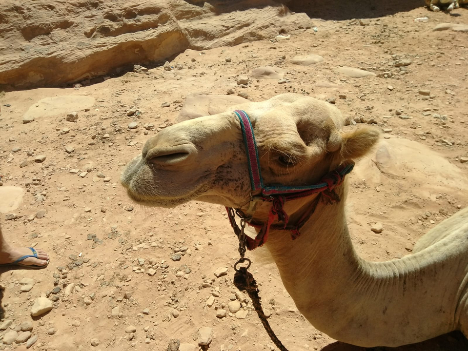 Close-up of a camel's head in a desert environment.
