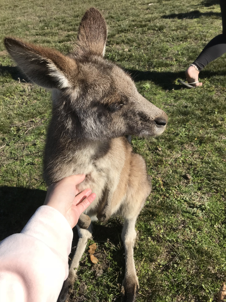 A kangaroo being pet in a grassy area.