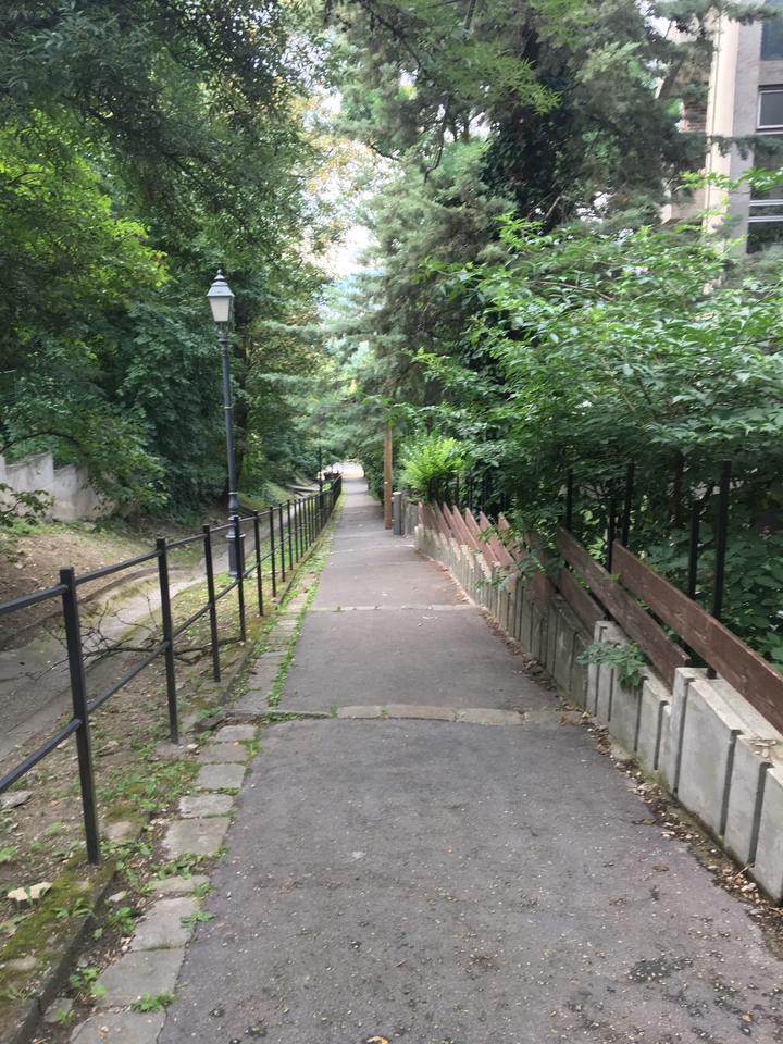 Narrow walkway in a lush green forest.