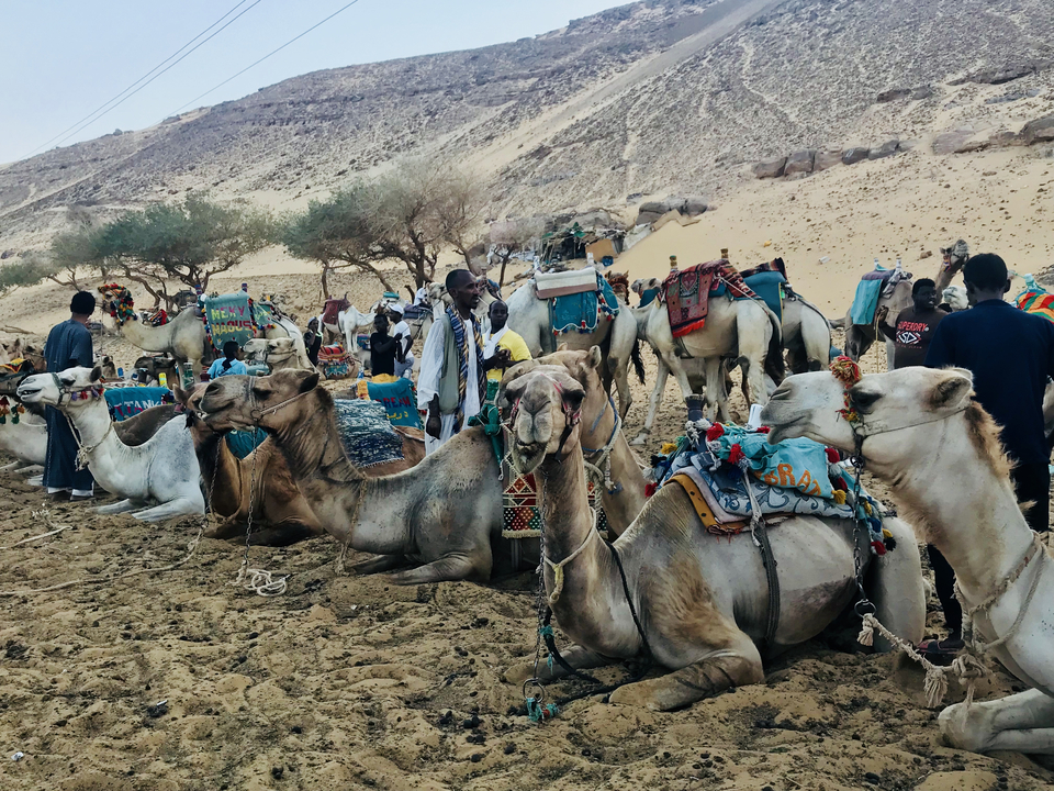 Camels with colorful saddles resting on sand with people around.