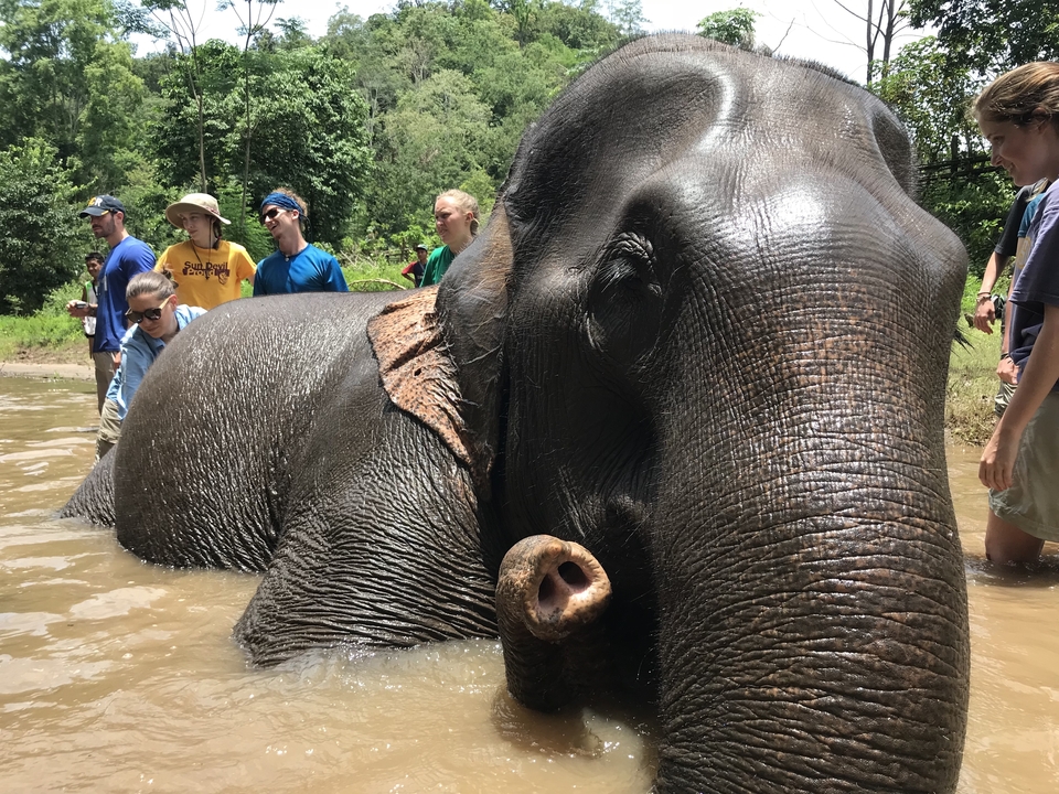 People interacting with an elephant in a water setting.