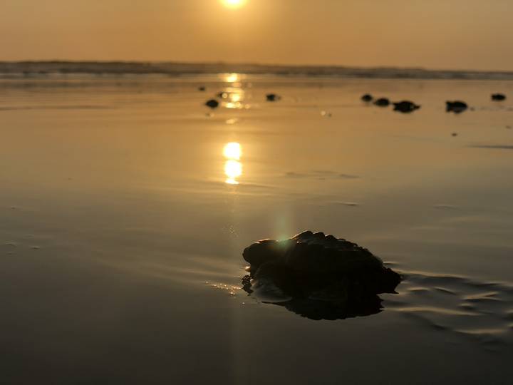 Silhouette of a baby turtle on wet sand with a setting sun in the background.