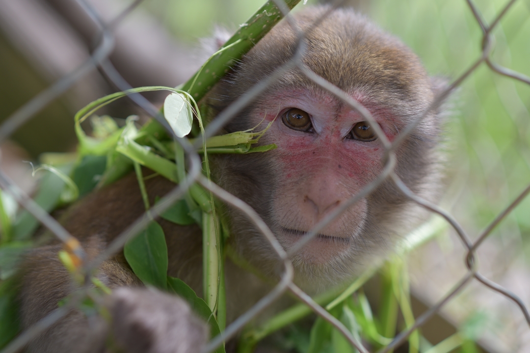 A monkey behind a wire fence with vegetation.