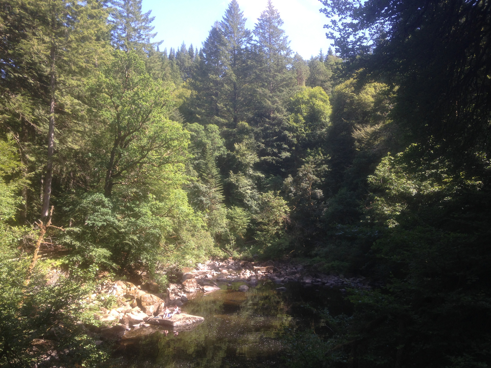 Dense forest with sunlight filtering through the trees.
