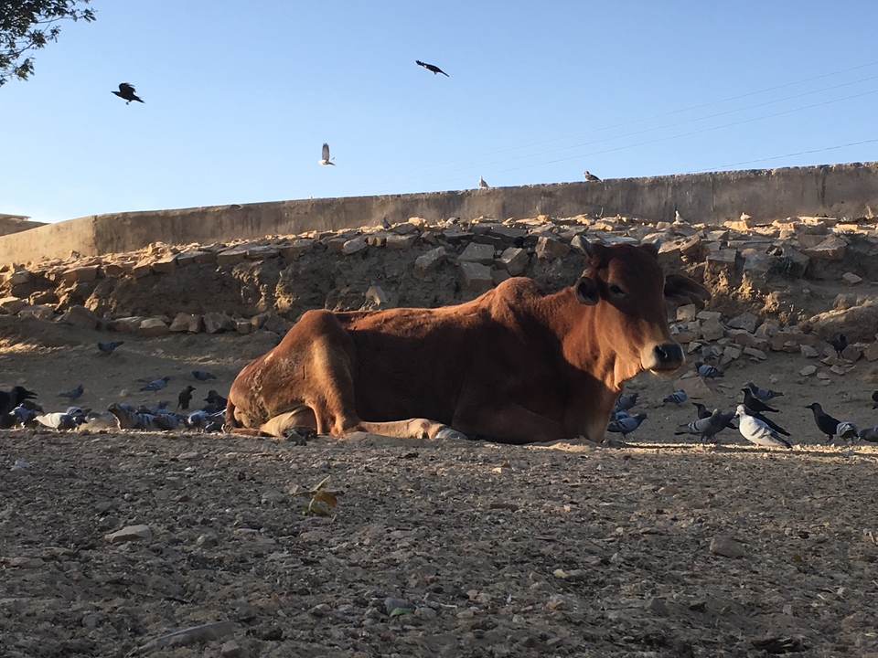 Une vache se reposant sur un paysage rocheux entourée de pigeons.